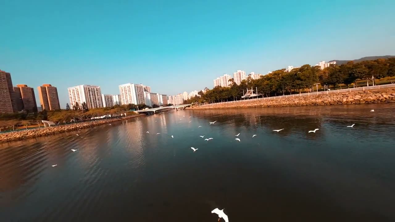 Egrets following the wake of a small fishing boat on open water in low golden light.