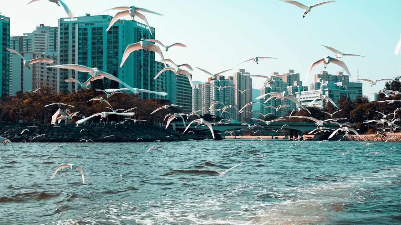 A fisherman's boat on open water with egrets following behind it.